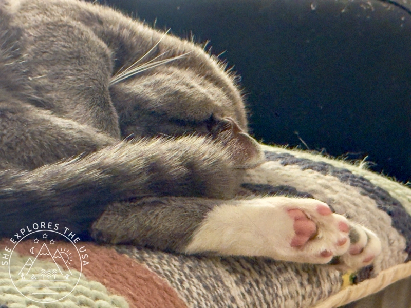 a cat sleeping in a ball showing her her white and pink paw