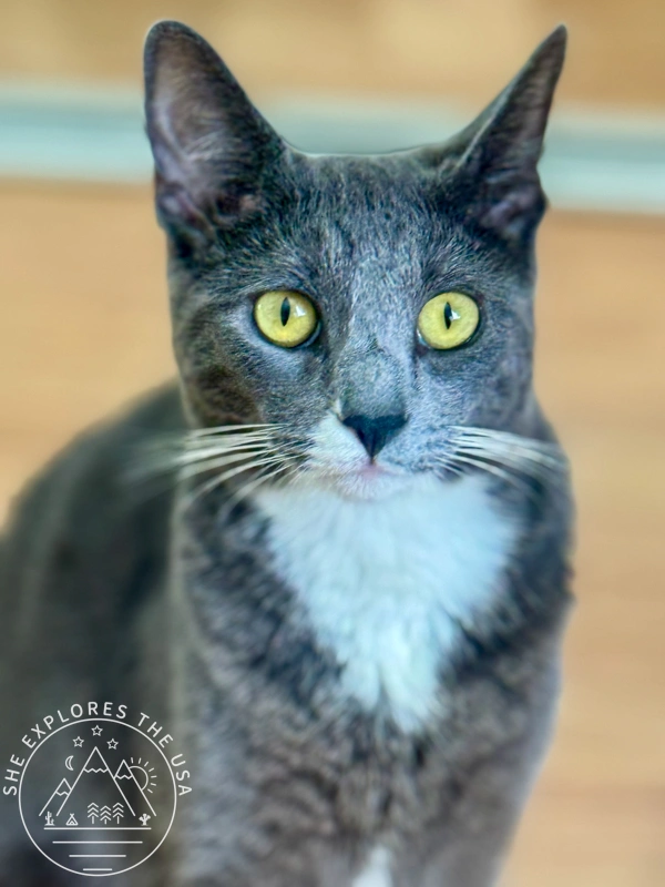 Meet Poppy: The Grey Tuxedo Cat for adoption in San Diego with big bright yellow eyes