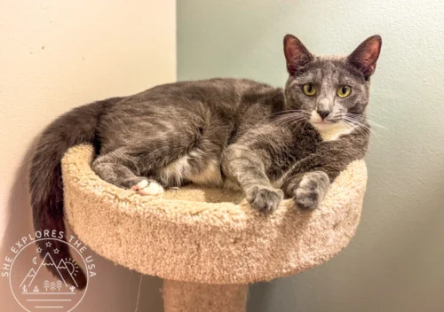 cat for adoption san diego : Poppy