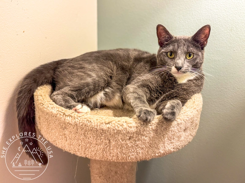 Cat To Adopt in San Diego: Poppy