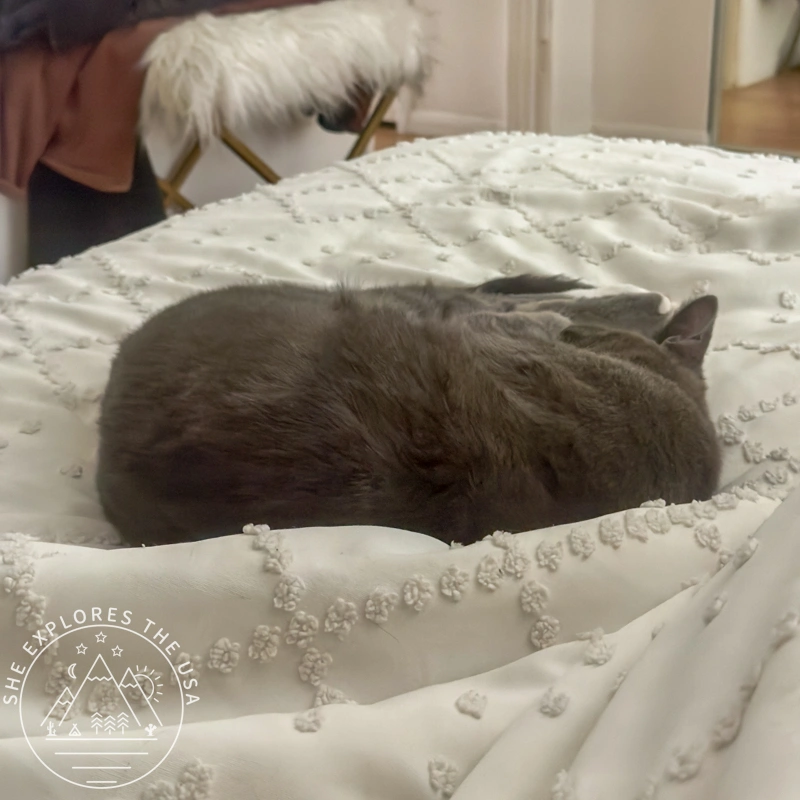 cat Poppy sleeping in a ball on my bed next to me