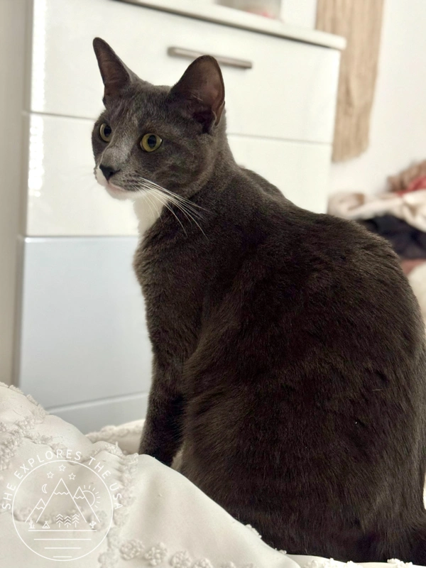 a cat looking into the distance