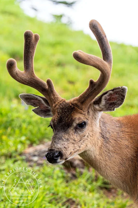 Young black-tailed buck with velvet antlers grazing at Hurricane Ridge in Olympic National Park.