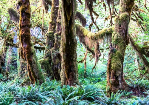Lush green Hoh Rainforest with moss-draped maple trees and lush ferns in Olympic National Park
