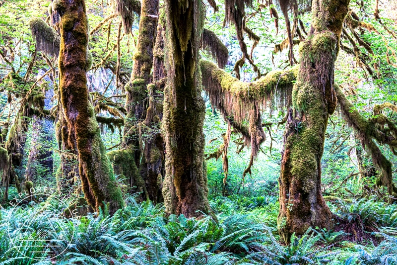Lush green Hoh Rainforest with moss-draped maple trees and lush ferns in Olympic National Park.