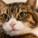 The Best Pet Monitoring Systems for Busy Travelers - caring for pets remotely