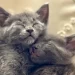 bonded kittens sleeping together