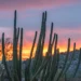 Organ Pipe Cactus National Monument at sunset