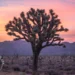 Joshua Tree National Park