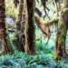 Lush green Hoh Rainforest with moss-draped maple trees and lush ferns in Olympic National Park