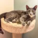 cat for adoption san diego : Poppy