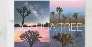 Joshua Tree Postcard