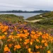 California Poppies