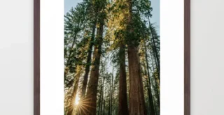 Sequoia Sunset Framed Art Print
